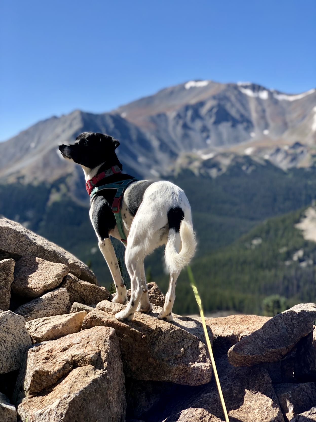 Nala